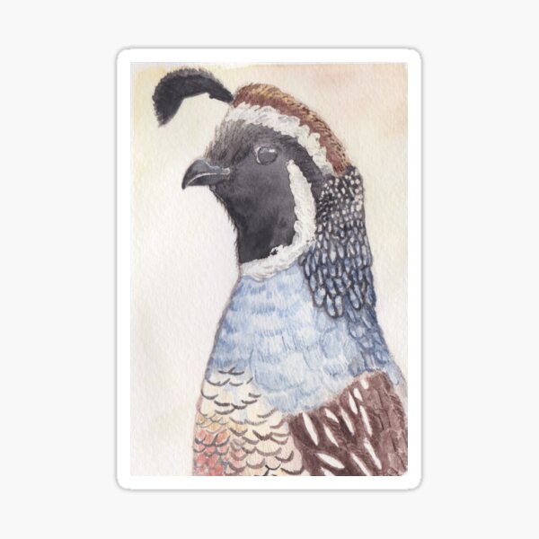 California Quail Watercolour Sticker