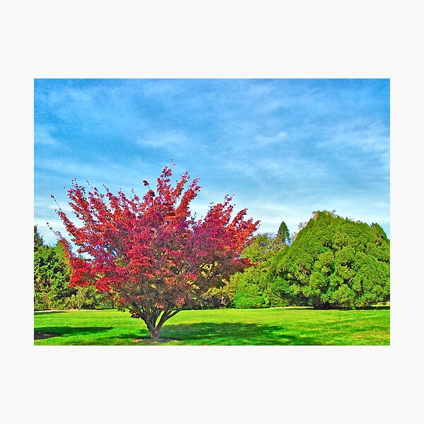 "Autumn In The Park" Photographic Print