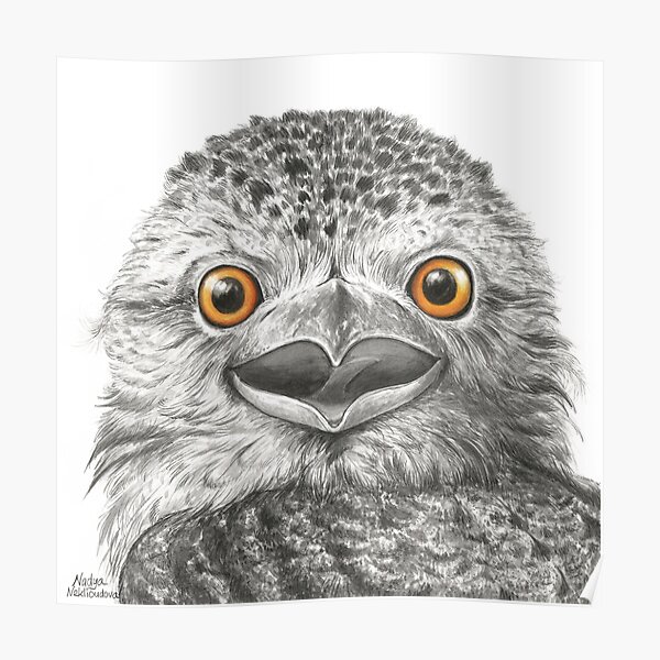 Tawny Frogmouth Surprise - by Nadya Neklioudova Poster