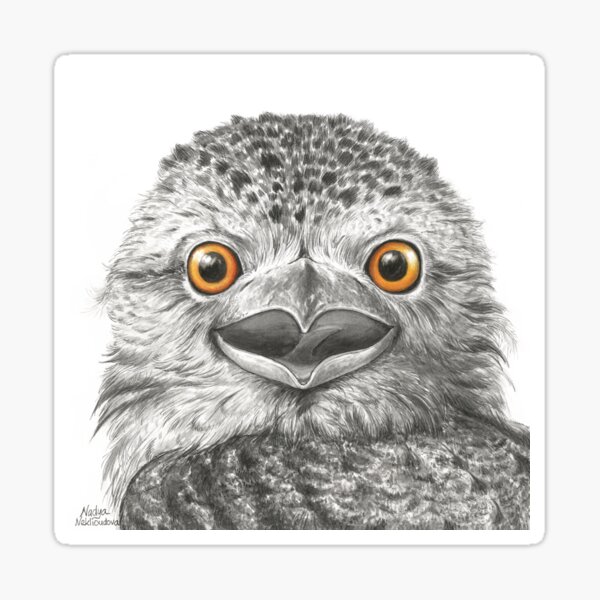 Tawny Frogmouth Surprise - by Nadya Neklioudova Sticker