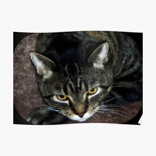 I just woke from a catnap...give me a few before you snap!!! Boo Romo © Poster