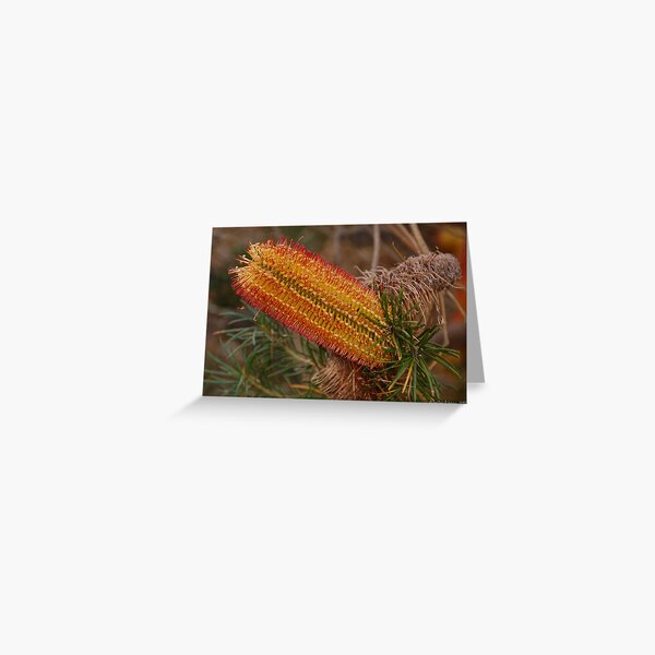 Item preview, Banksia menziesii, WA designed and sold by Geoffrey Grinton.