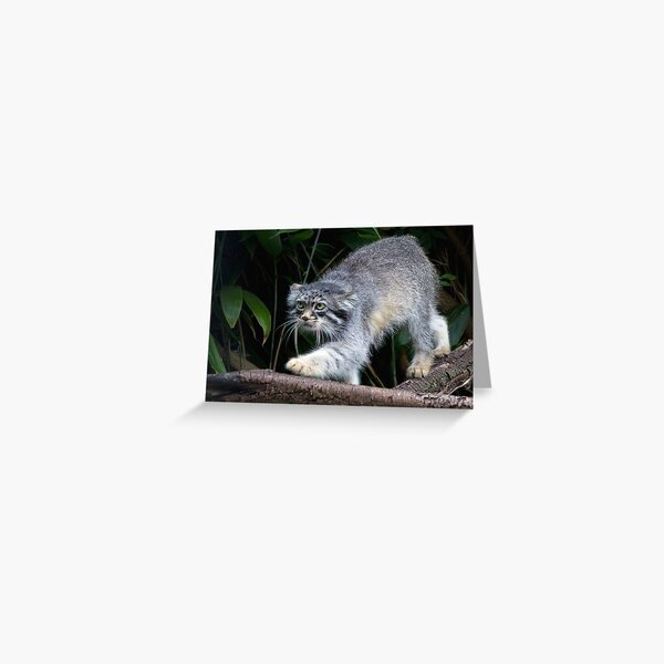 Pallas cat on Branch Greeting Card