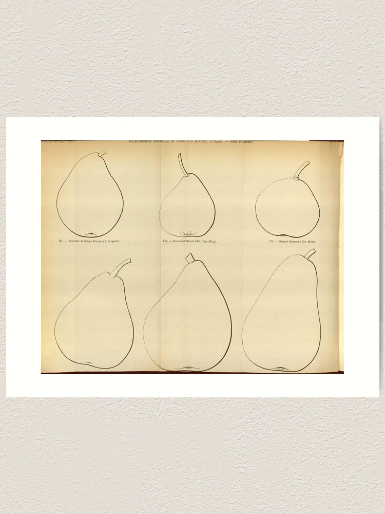 Thumbnail 1 von 3, Kunstdruck, Flore des serres et des... designt und verkauft von Rodeoclash.