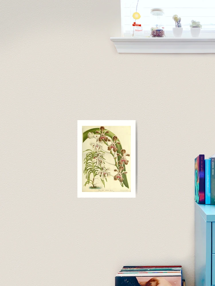 Thumbnail 2 von 3, Kunstdruck, Flore des serres et des... designt und verkauft von Rodeoclash.