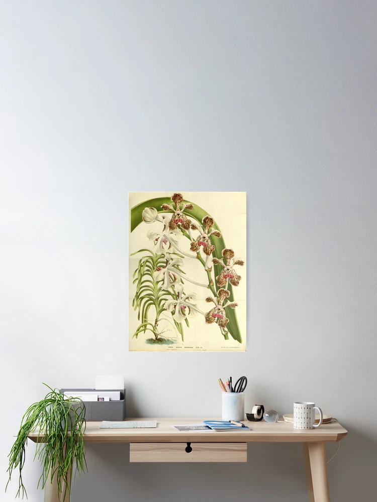 Thumbnail 2 von 3, Poster, Flore des serres et des... designt und verkauft von Rodeoclash.