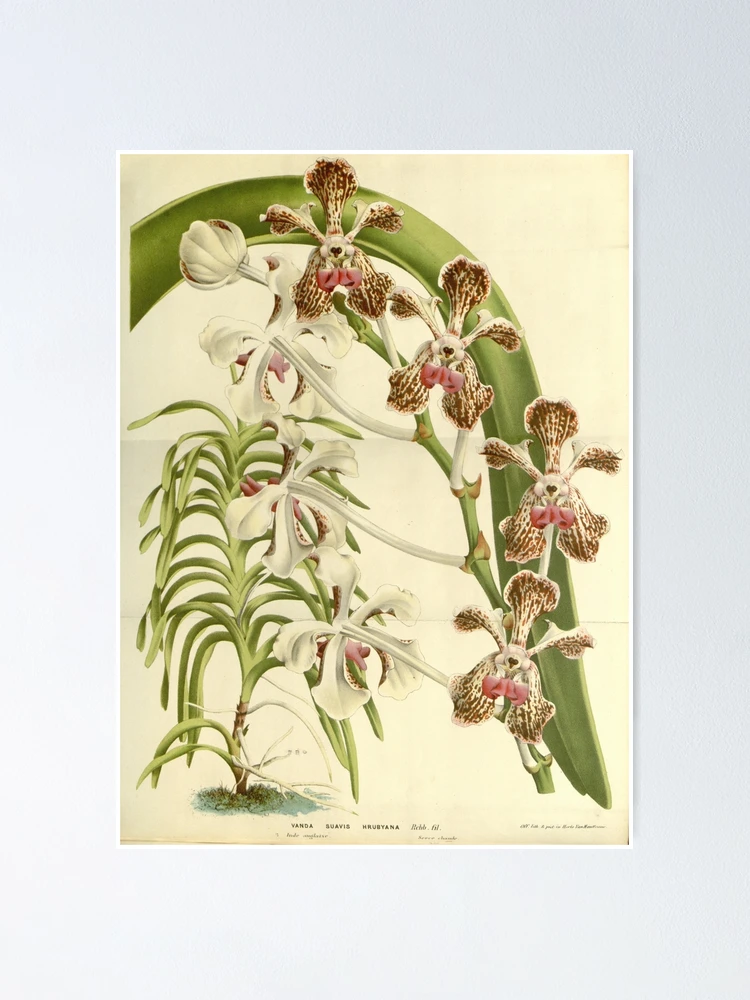 Thumbnail 1 von 3, Poster, Flore des serres et des... designt und verkauft von Rodeoclash.