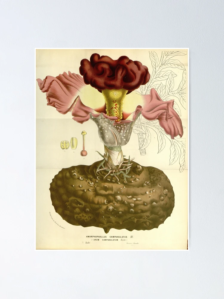 Thumbnail 1 von 3, Poster, Flore des serres et des... designt und verkauft von Rodeoclash.