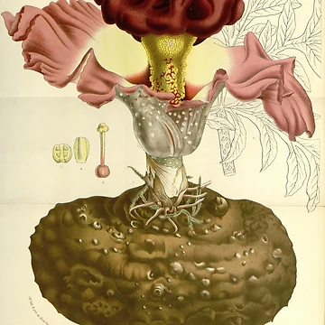 Vorschaubild zum Design Flore des serres et des... von Rodeoclash