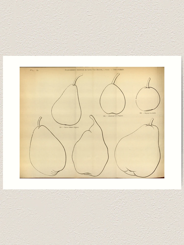 Thumbnail 1 von 3, Kunstdruck, Flore des serres et des... designt und verkauft von Rodeoclash.
