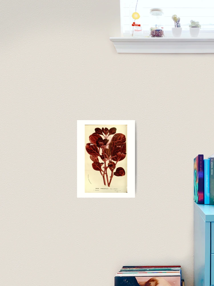 Thumbnail 2 von 3, Kunstdruck, Flore des serres et des... designt und verkauft von Rodeoclash.