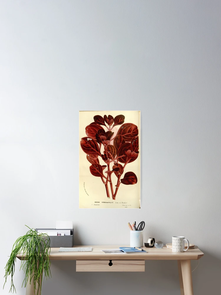 Thumbnail 2 von 3, Poster, Flore des serres et des... designt und verkauft von Rodeoclash.