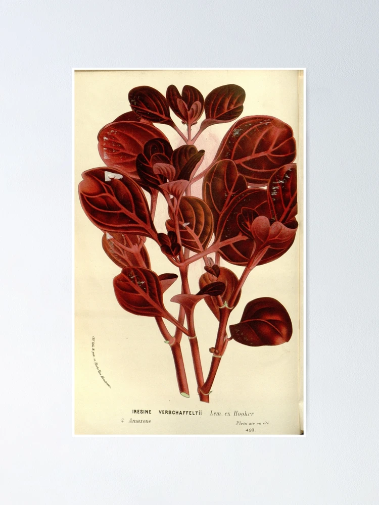 Thumbnail 1 von 3, Poster, Flore des serres et des... designt und verkauft von Rodeoclash.