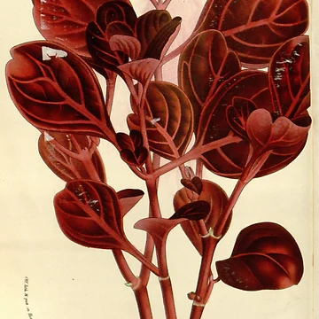 Vorschaubild zum Design Flore des serres et des... von Rodeoclash