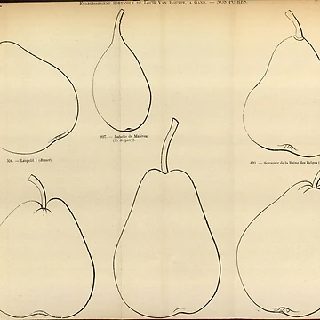 Imagen de la obra Flore des serres et des... de Rodeoclash