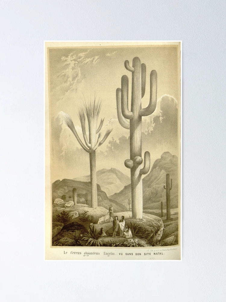 Imagen 1 de 3, Póster con la obra Flore des serres et des..., diseñada y vendida por Rodeoclash.