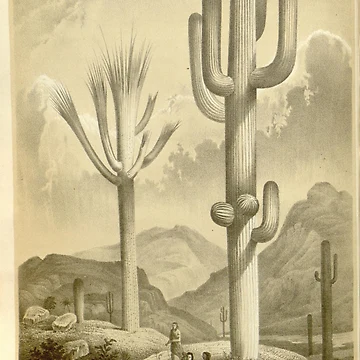 Imagen de la obra Flore des serres et des... de Rodeoclash
