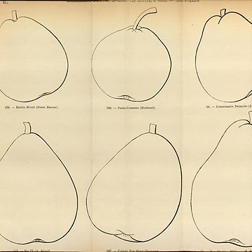 Vorschaubild zum Design Flore des serres et des... von Rodeoclash