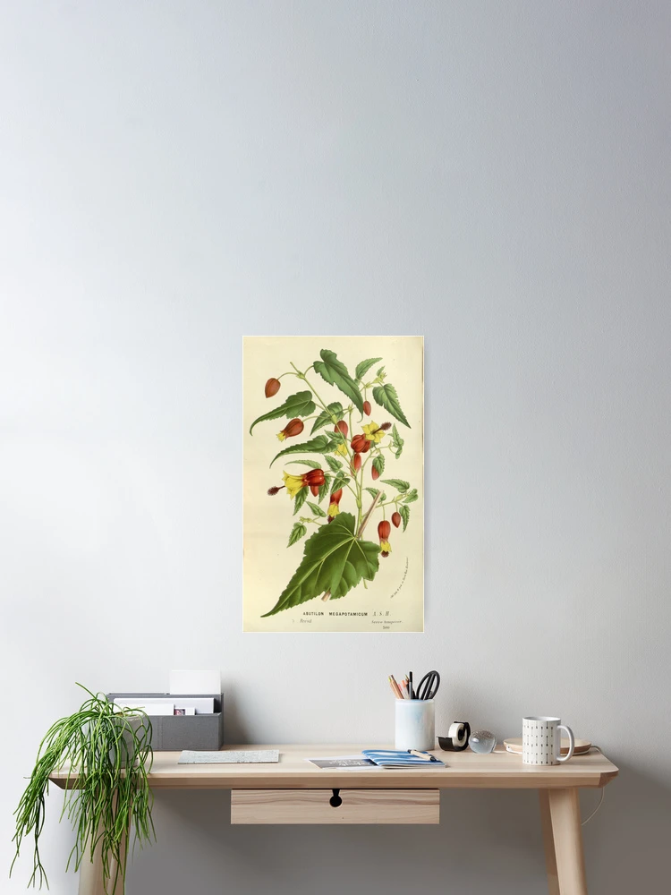 Thumbnail 2 von 3, Poster, Flore des serres et des... designt und verkauft von Rodeoclash.