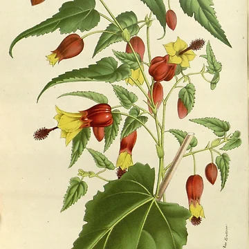 Vorschaubild zum Design Flore des serres et des... von Rodeoclash