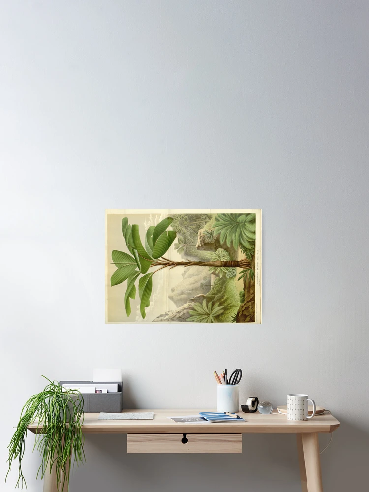 Thumbnail 2 von 3, Poster, Flore des serres et des... designt und verkauft von Rodeoclash.