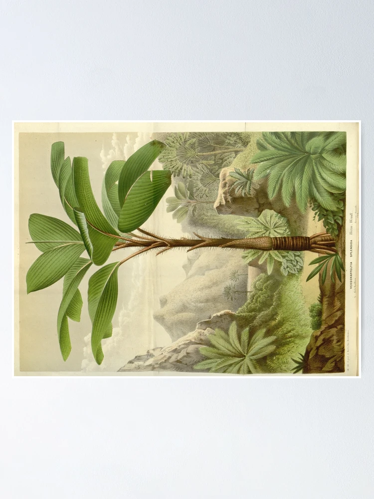 Thumbnail 1 von 3, Poster, Flore des serres et des... designt und verkauft von Rodeoclash.