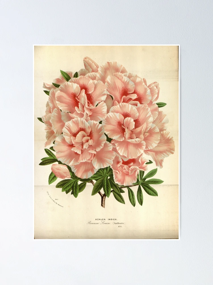 Thumbnail 1 von 3, Poster, Flore des serres et des... designt und verkauft von Rodeoclash.