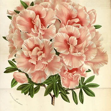 Vorschaubild zum Design Flore des serres et des... von Rodeoclash