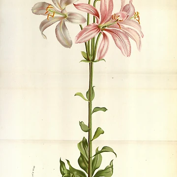Vorschaubild zum Design Flore des serres et des... von Rodeoclash