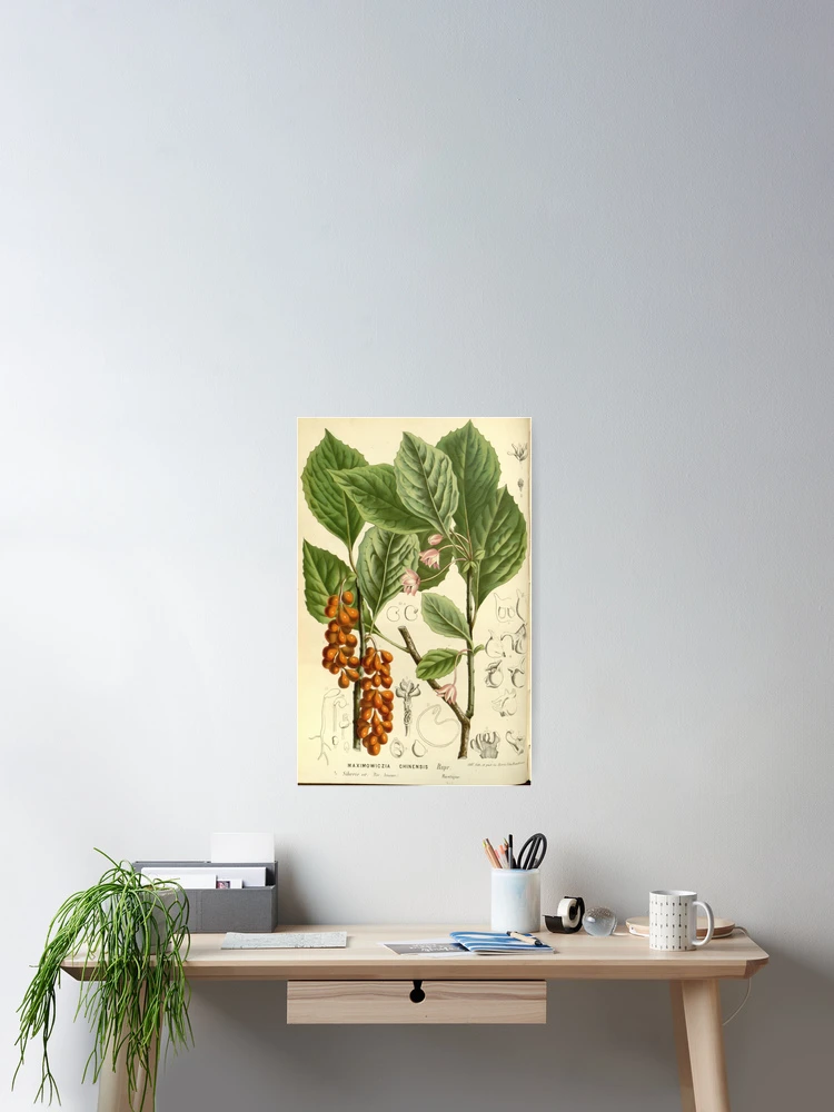 Imagen 2 de 3, Póster con la obra Flore des serres et des..., diseñada y vendida por Rodeoclash.