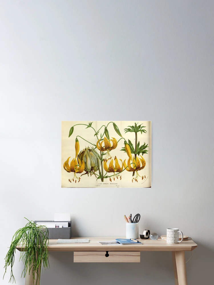 Thumbnail 2 von 3, Poster, Flore des serres et des... designt und verkauft von Rodeoclash.