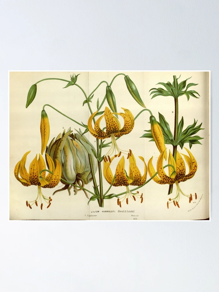 Thumbnail 1 von 3, Poster, Flore des serres et des... designt und verkauft von Rodeoclash.