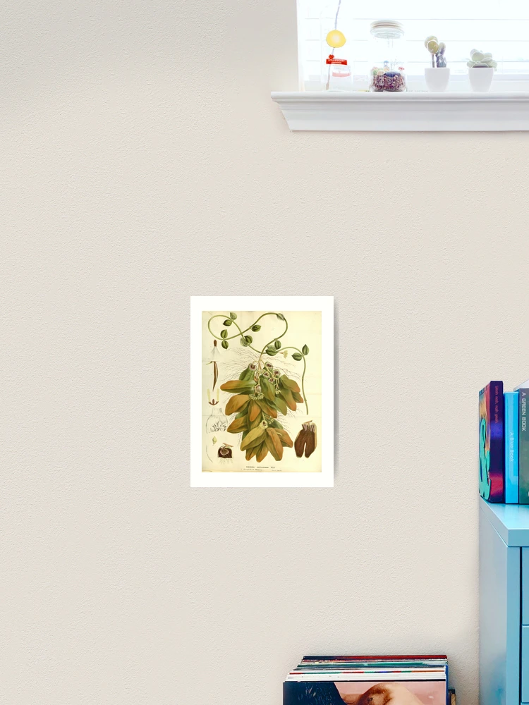 Thumbnail 2 von 3, Kunstdruck, Flore des serres et des... designt und verkauft von Rodeoclash.