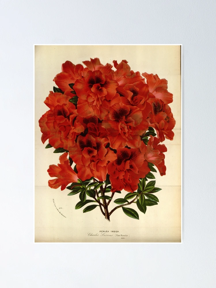 Imagen 1 de 3, Póster con la obra Flore des serres et des..., diseñada y vendida por Rodeoclash.