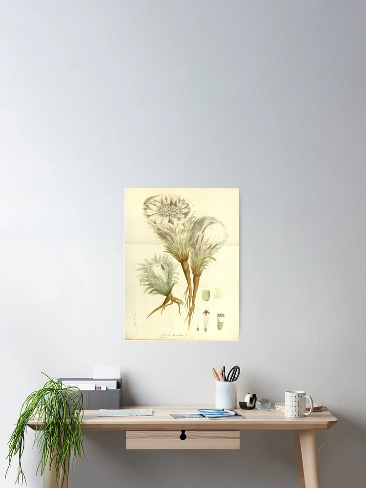 Imagen 2 de 3, Póster con la obra Flore des serres et des..., diseñada y vendida por Rodeoclash.