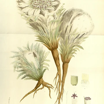 Imagen de la obra Flore des serres et des... de Rodeoclash
