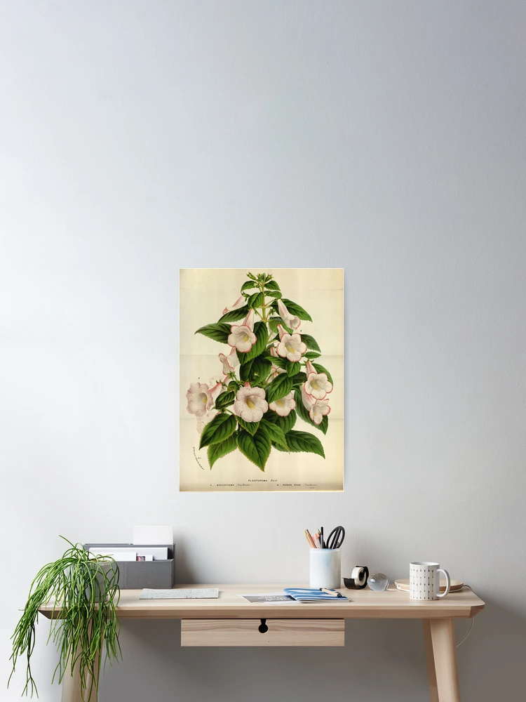 Imagen 2 de 3, Póster con la obra Flore des serres et des..., diseñada y vendida por Rodeoclash.