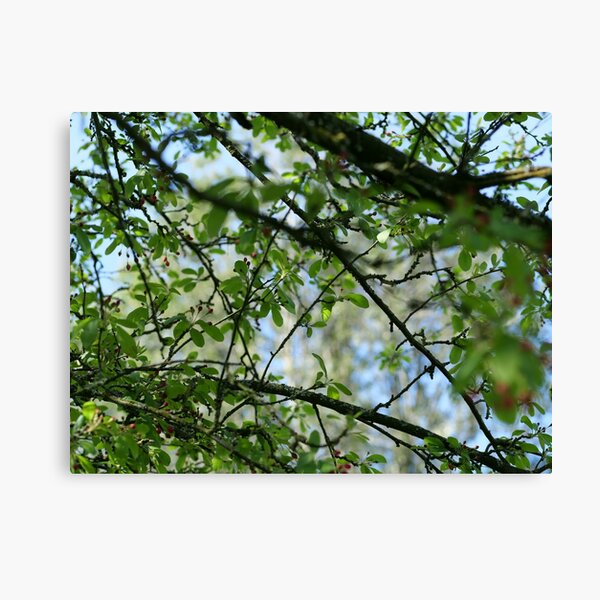 Spring time - tree through the leaves Canvas Print