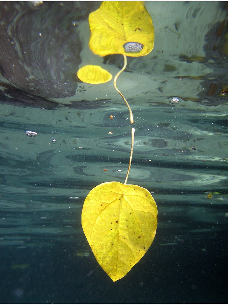 Leaf over Reef II by neoniphon
