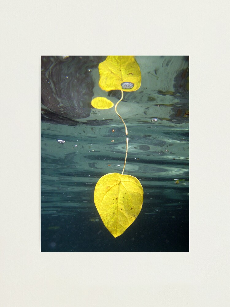 Alternate view of Leaf over Reef II Photographic Print