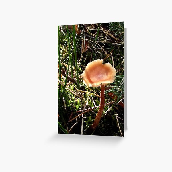 Mushroom Greeting Card
