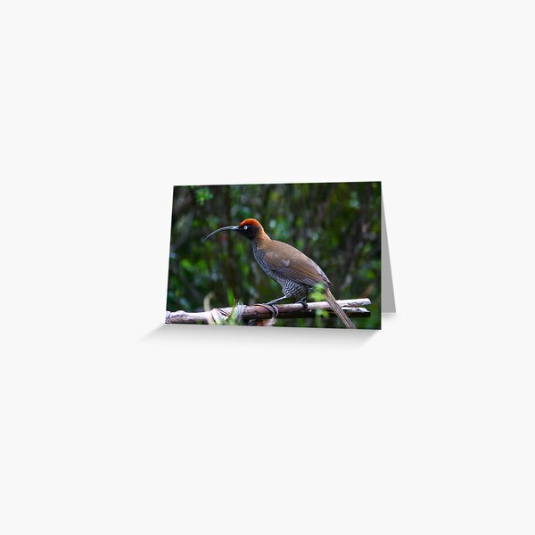Sickle Bill Bird of Paradise, PNG Greeting Card