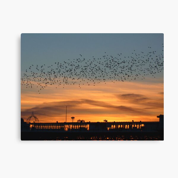 Starlings at Sunset Canvas Print