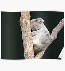 Sleeping Koala in a Tree Poster