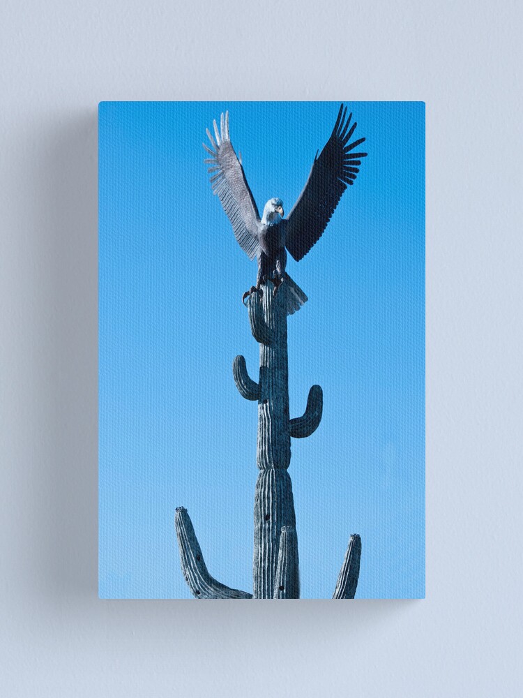 &ldquo;Bald Eagle on Sequoia Cactus&rdquo; Canvas Print by barnsis | Redbubble