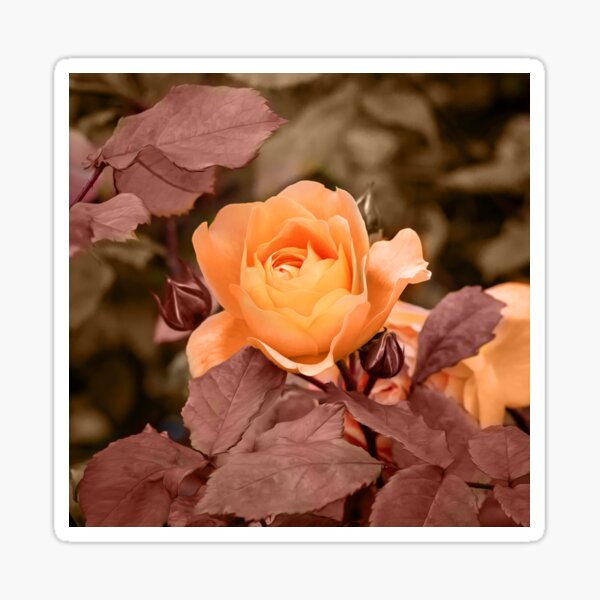 Orange Rose Sticker
