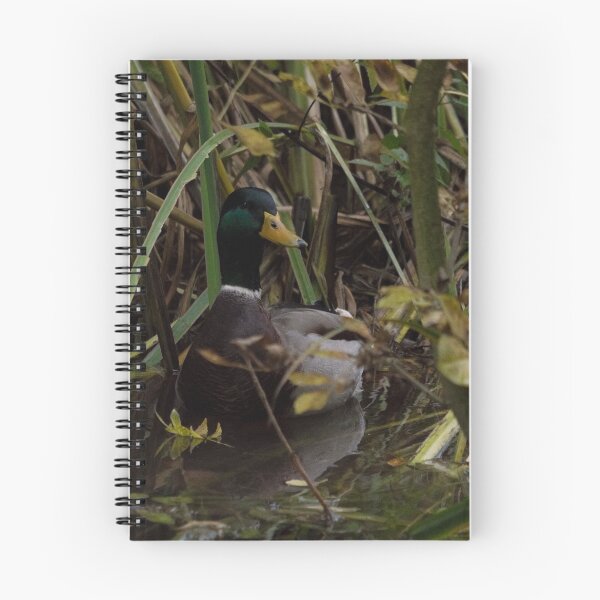 Item preview, a wild duck appeared  designed and sold by Claes  Touber.