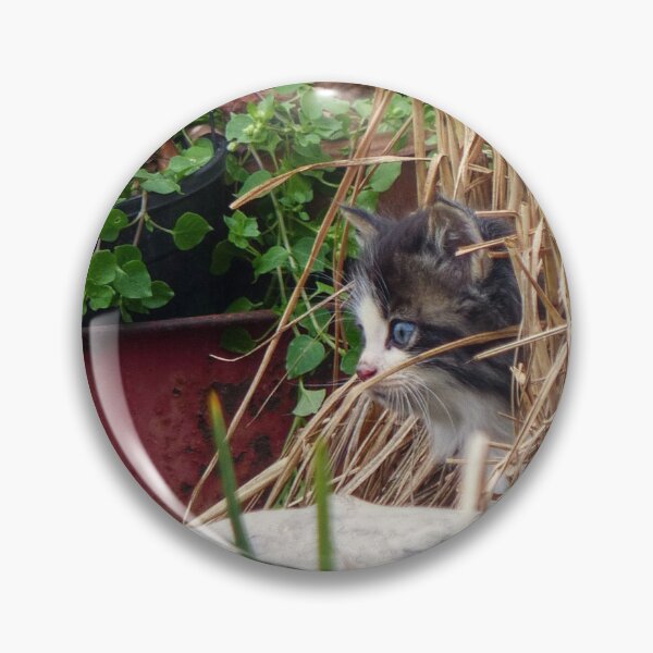 Item preview, Kitten Peek-a-Boo designed and sold by Frankie Cat Photography.