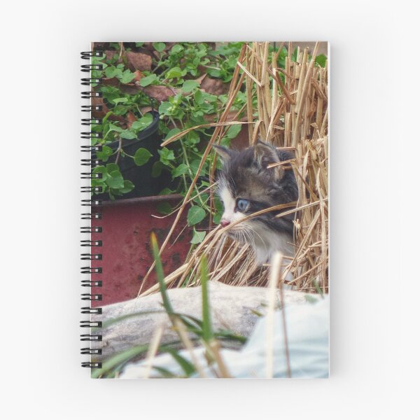 Item preview, Kitten Peek-a-Boo designed and sold by Frankie Cat Photography.