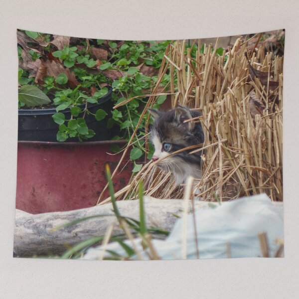Item preview, Kitten Peek-a-Boo designed and sold by Frankie Cat Photography.